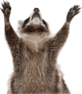 Mapache Tattoo Studio Mapache Tattoo Studio