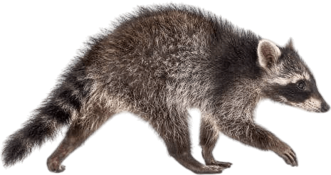 Mapache Tattoo Studio Mapache Tattoo Studio